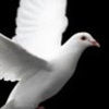 kate_arend